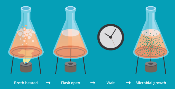 <p>an English naturalist and an avid supporter of spontaneous generation theory, performed an experiment in which he boiled up a broth and poured it into a covered flask.</p>