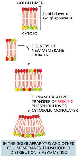 <p>When membranes leave the ER and are incorporated in the Golgi apparatus, they encounter a different set of transporters <span>called flippases, which selectively remove phosphatidylserine (light green</span>) <span>and phosphatidylethanolamine (yellow) from the noncytosolic monolayer and flip them to the cytosolic side.</span> This <span>transfer leaves phosphatidylcholine (red) and sphingomyelin (brown) concentrated in the noncytosolic monolayer.</span> The asymmetric addition and distribution of membrane lipids can <strong>help curve or bend a membrane bilayer</strong>, which is necessary for essential processes such as the budding of membrane vesicles</p><p>Flipases:&nbsp;</p><ul><li><p><span style="font-family: Calibri, sans-serif;">help to establish and maintain the asymmetric distribution of phospholipids characteristic of animal cell membranes&nbsp;</span></p></li><li><p><span style="font-family: Calibri, sans-serif;">is a phospholipid handling transporter that uses the NRG from ATP hydrolysis to transfer specific phospholipids from the monolayer facing the noncytoplasmic side&nbsp; to face the cytosol&nbsp;</span></p></li></ul><p></p>
