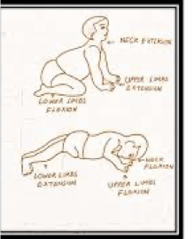 <p>Onset: 4-6 months</p><p>Integration: 8-12 Months</p><p>Function: Precursor to Crawling – (Static Quadruped Position) </p><p>disassociation of the upper and lower body</p><p></p>