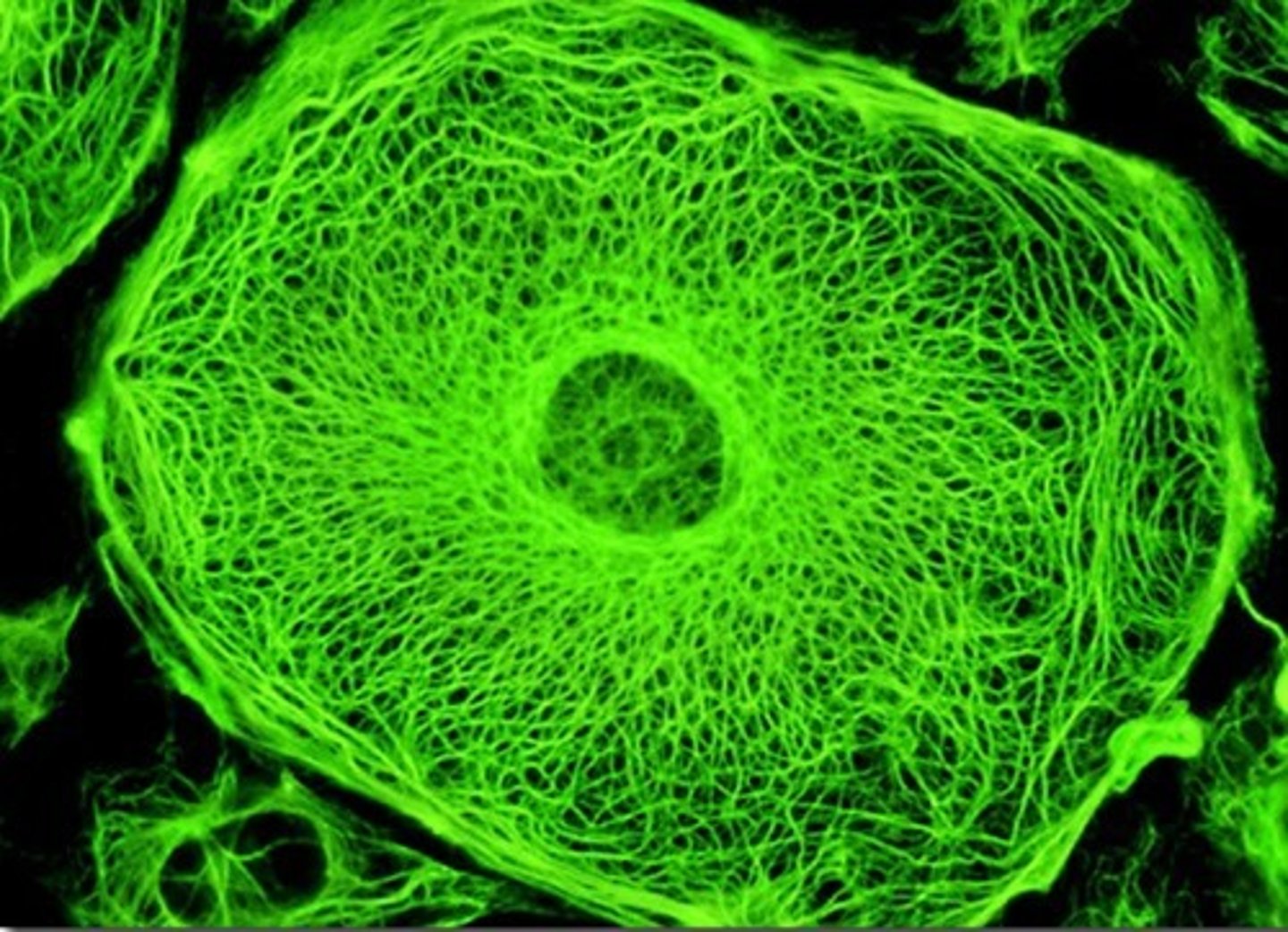 <p>- a class of filaments, made of something like Keratin</p><p>- more permanent</p><p>- supports the shape of the cell</p><p>- anchor the organelles</p><p>- nuclear lamina</p>