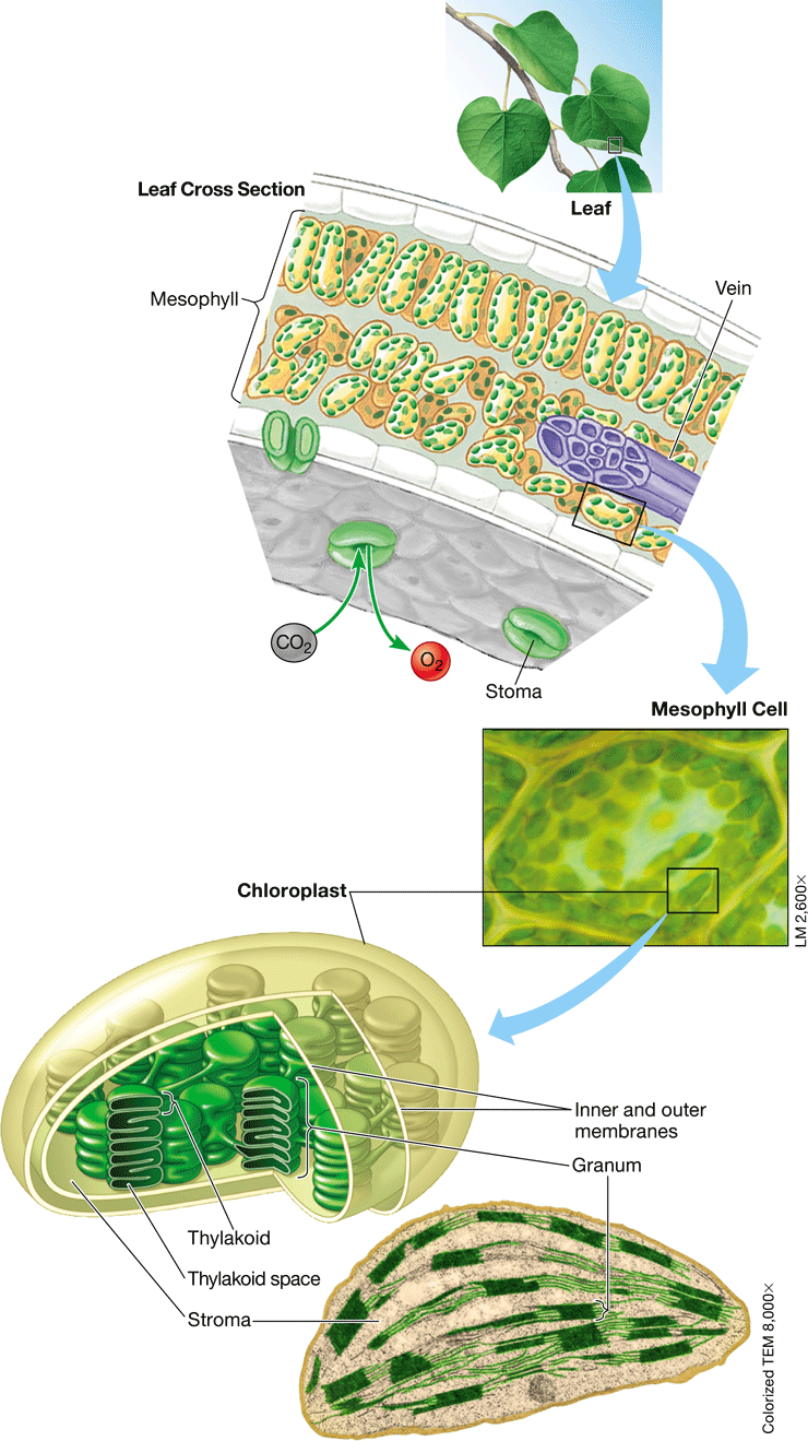 <ul><li><p>Uses solar energy to convert CO2 &amp; H2O into glucose &amp; O2</p></li></ul>