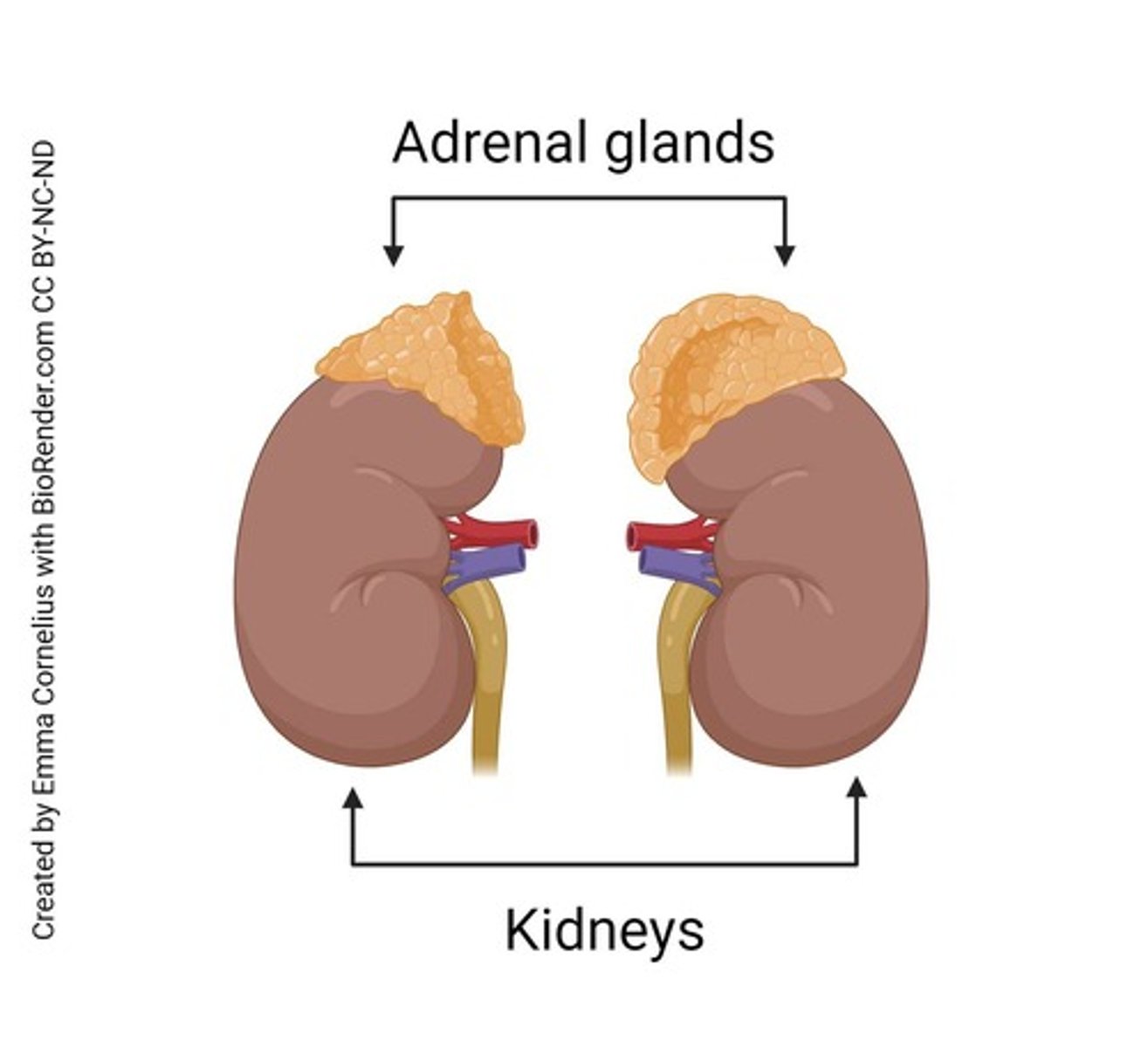 <p>The adrenal glands sit atop each kidney.</p>
