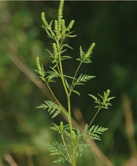 <p>The following plant has no wildlife value and makes many people sneeze</p><p>True or False</p>
