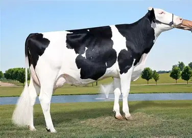 <ul><li><p>Origin: Netherlands</p></li><li><p>Color: black and white, red and white (recessive)</p></li><li><p>Size: largest dairy breed</p></li><li><p>90% of all dairy cattle in the US in modern day</p></li><li><p>Milk volume produced: 1st among dairy breeds (greater than 23,000 lbs per lactation)</p></li><li><p>Milk fat: 5th among dairy breeds (greater than 3.7%)</p></li></ul><p></p>