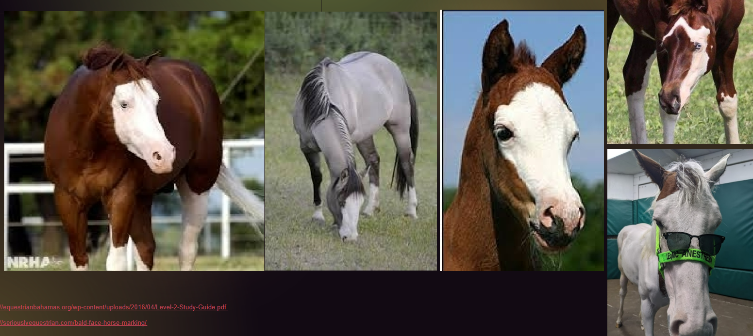 <ul><li><p>marking</p></li><li><p>White covers most of the face, might include eyes.</p></li></ul><p></p>