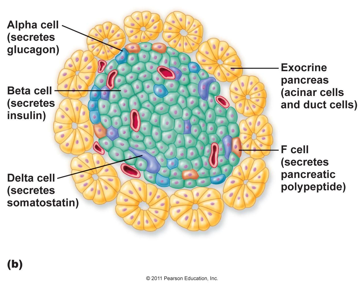 <p>47a) pancreas - PAF</p><p><strong>Exocrine Pancreas</strong>:</p><ul><li><p class="ds-markdown-paragraph"><strong>Serous Acini</strong>:</p><ul><li><p class="ds-markdown-paragraph"><strong>Pyramidal cells</strong> with <strong>basal nuclei</strong> and <strong>apical zymogen granules</strong> (digestive enzymes).</p></li><li><p class="ds-markdown-paragraph"><strong>Centroacinar cells</strong> (pale-staining, part of intercalated ducts).</p></li></ul></li></ul><p><strong>Endocrine Pancreas (Islets of Langerhans)</strong>:</p><ul><li><p class="ds-markdown-paragraph"><strong>α (Alpha) Cells</strong>:</p><ul><li><p class="ds-markdown-paragraph">located <strong>peripherally</strong>, acidophilic granules with a mesh core and a narrow light halo peripherally (secrete <strong>glucagon</strong> → PAF: <strong>red/pink</strong>).</p></li></ul></li><li><p class="ds-markdown-paragraph"><strong>β (Beta) Cells</strong>:</p><ul><li><p class="ds-markdown-paragraph">basophilic granules with a dense core and a wide light halo peripherally, sometimes crystals with a rectangular shape (secrete <strong>insulin</strong> → PAF: <strong>blue/purple</strong>).</p></li></ul></li><li><p class="ds-markdown-paragraph"><strong>D- somatostatin:</strong></p><ul><li><p class="ds-markdown-paragraph"> irregular shape, larger less</p><p>dense granules without halo</p></li></ul></li><li><p><strong>PP</strong>- </p><ul><li><p>pancreatic polyleptide, polygonal shape,</p><p>peripheral localization, small granules</p></li></ul></li><li><p><strong>D1</strong>- </p><ul><li><p>vasoactive intestinal peptide</p></li></ul></li><li><p><strong>EC</strong>-</p><ul><li><p>secretin, motilin, substance P </p></li></ul></li></ul><p></p><p><strong>Type cells of GASTRO-ENTERO-PANCREATIC ENDOCRINE SYSTEM:</strong></p><p>• <strong>G cells</strong>- gastrin, enkefalin; in duodenum and jejunum; stimulate secretion of pancreas, stomach and duodenum </p><p>•<strong> S cells</strong> –secretin; in duodenum jejunum; stimulate secretion of pepsinogen and bile </p><p><strong>• I cells</strong>- cholecystokinin-pancreosymin; in duodenum and jejunum; stimulate secretion of bile, motility of bile bladder and concentration of enzymes from pancreas </p><p>• <strong>PP cells</strong>- pancreatic polypeptide; in duodenum and pancreas </p><p>•<strong> EC2 cells</strong>- motilitin and serotonin; in duodenum and jejunum • L cells- enteroglucagon; in small and large intestine </p><p>• <strong>D cells</strong>- somatostatin; in stomach, duodenum, jejunum, endocrine pancreas </p><p><strong>• D1 cells</strong>- VIP, in all parts of gastrointestinal tract and endocrine pancreas </p><p>• <strong>K cells</strong>- stomach inhibitor peptide; in duodenum and jejunum </p><p>• <strong>M cells-</strong> neurotensin; in jejunum and ileum</p>