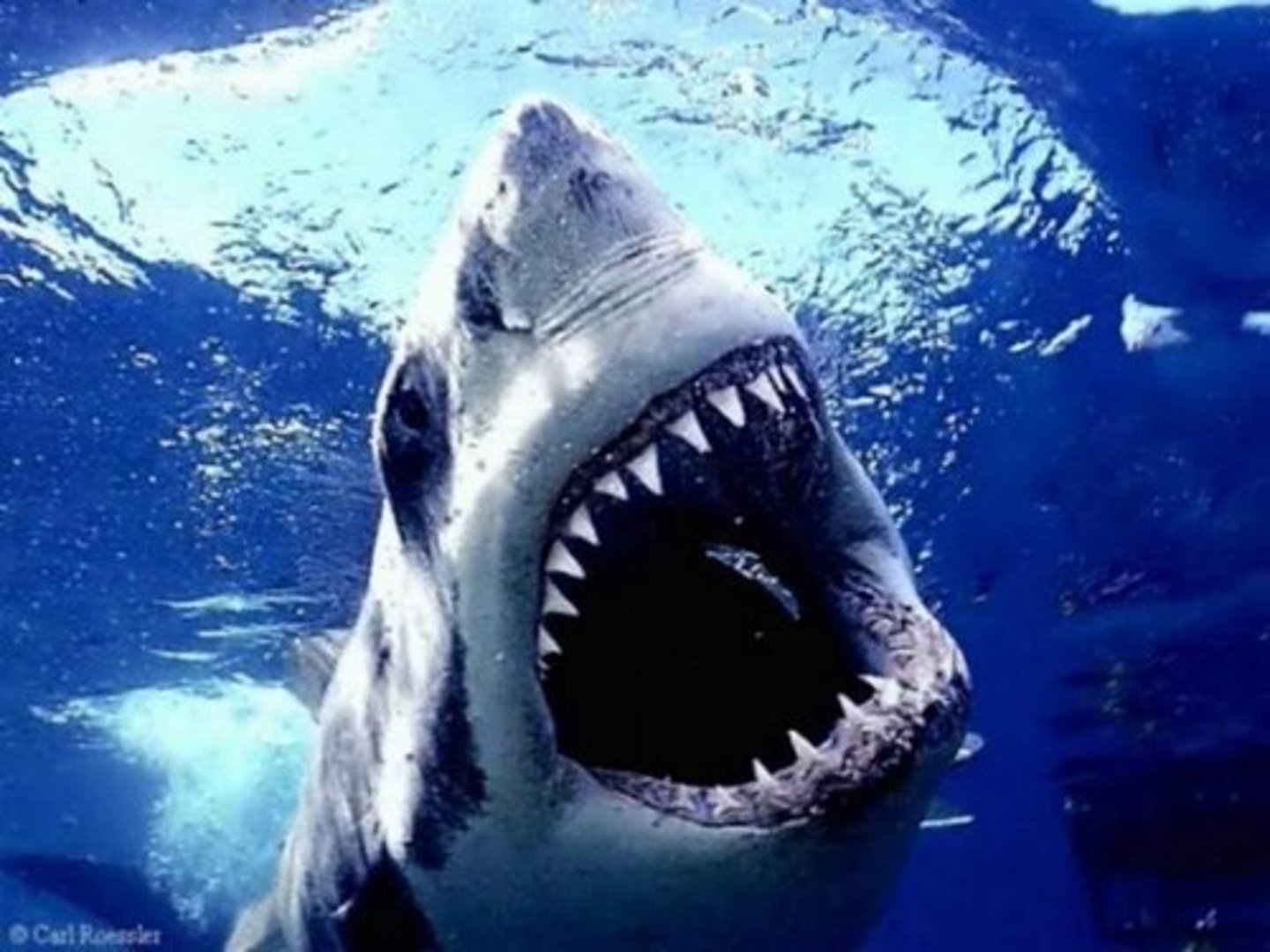<p>animal marino muy feroz</p>