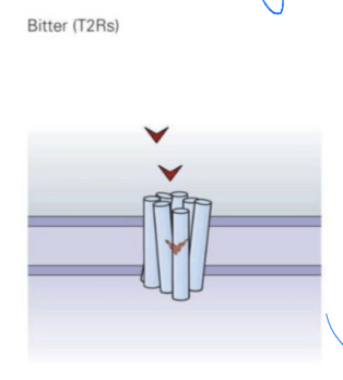 T2Rs and GPCR and type II