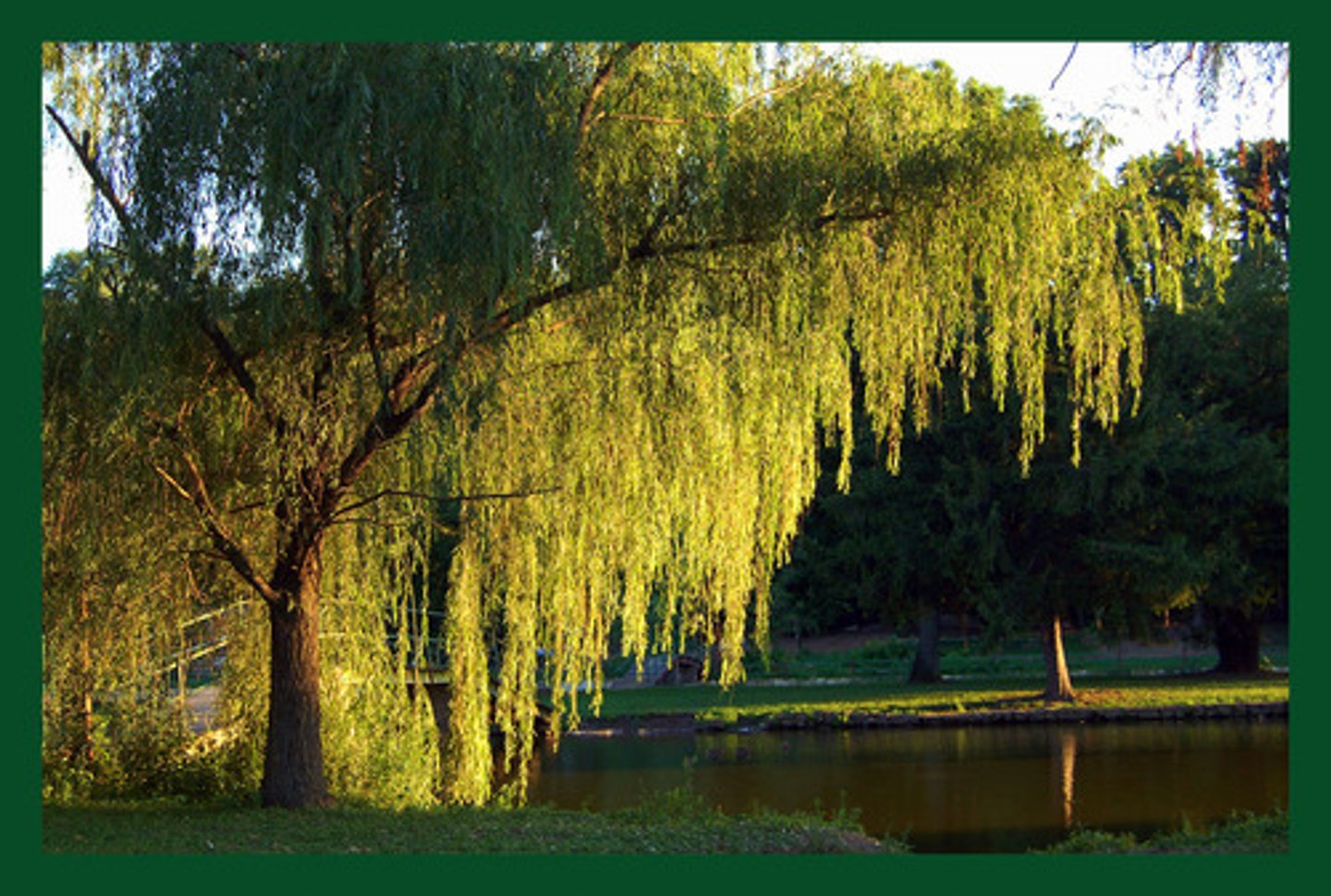 <p>Salix spp. Salicaceae</p>
