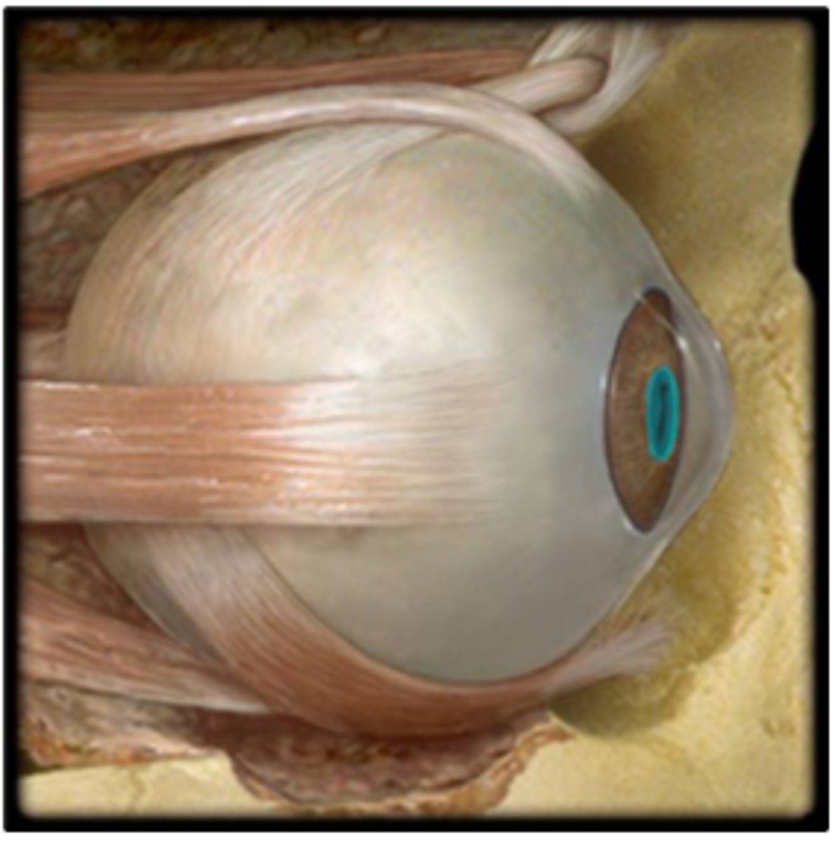 <p>a. cornea</p><p>b. pupil</p><p>c. choroid</p><p>d. iris</p><p>e. lens</p>