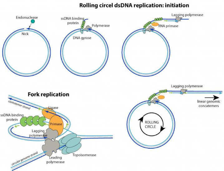<ul><li><p>important to phage replication and bacterial conjugation</p></li><li><p>circular DNA is nicked and unwound allowing polymerase to use exposed 3’ strand to begin synthesis allowing replication to continue around entire molecule if small and minimal supercoiling</p></li></ul><p></p>