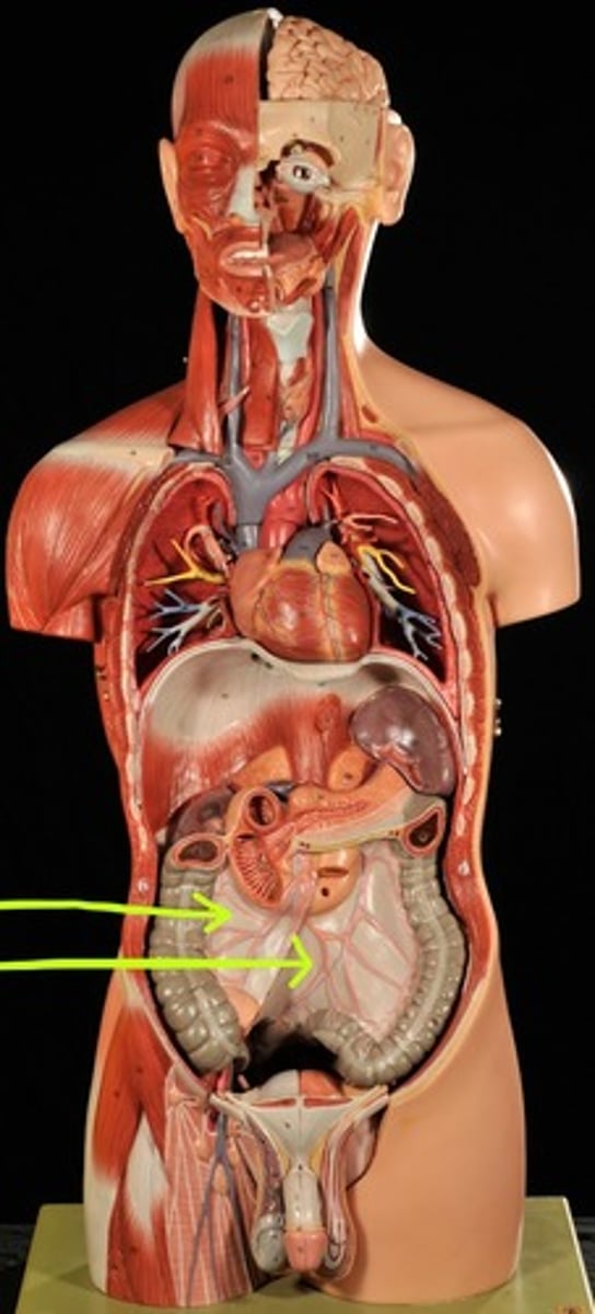 <p>white lining of intestines</p>