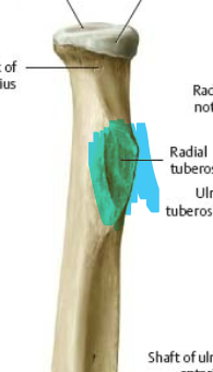 blunt, rugosity on anteromedial side