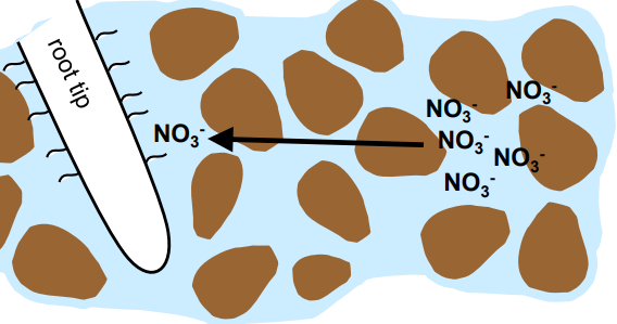 <p>nutrients move from higher concentration in the bulk soil solution to lower concentration at the root</p>