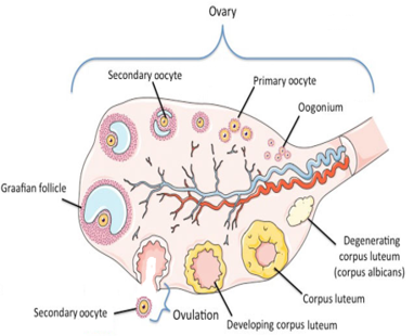 <p><mark data-color="yellow">Follicle development: overview</mark></p><p>Can you label, describe and explain what this diagram is/shows?</p>