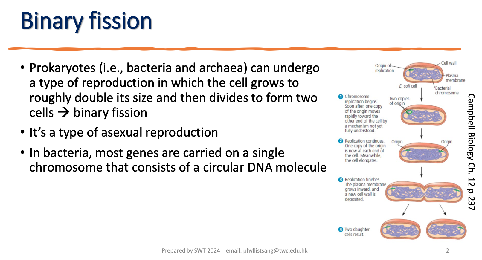 <p>steps of binary fission</p>