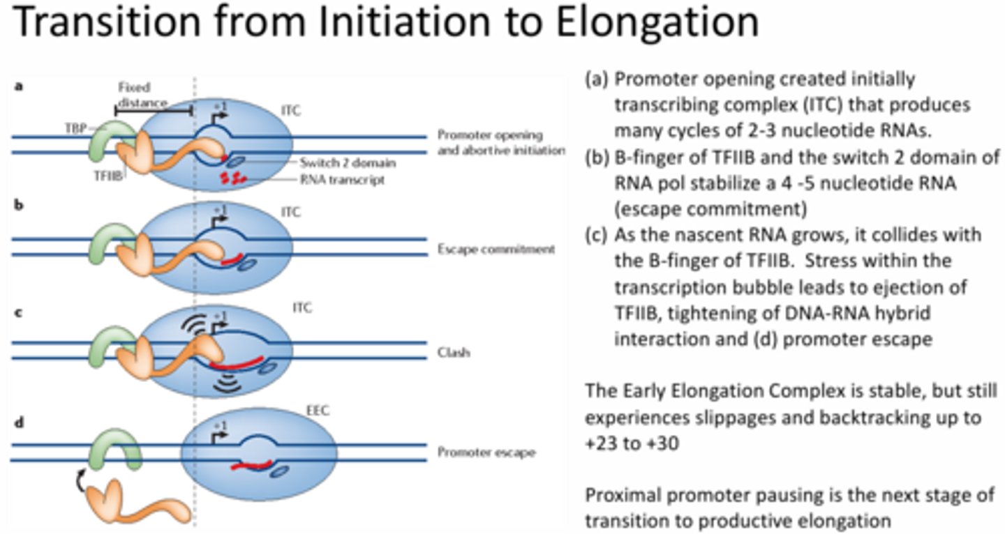 <p>TBP is bound to the TATA box, TFIIB is bound to the TBP and DNA with a fixed distance to the RNA pol where the transcription bubble is formed and 2-3 nucleotide RNAs are formed (aka promoter opening and abortive initiation) >> eventually the switch 2 domain of the RNA pol is able to stabilize the RNA nucleotides (aka escape commitment) >> as the RNA grows it collides with the B-finger of the TFIIB and causes stress within the transcription bubble (aka clash) >> the stress leads to TFIIB ejection and tightening of the DNA-RNA hybrid (aka promoter escape)</p>