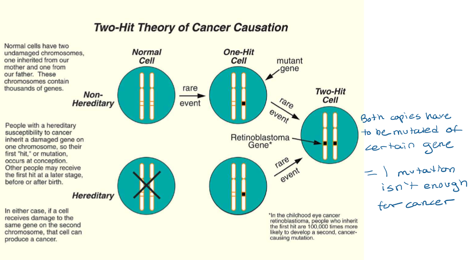 <p>It indicated that both copies or strands, have to be mutated of a certain gene. In other words, 1 mutation isn’t enough for cancer.</p>