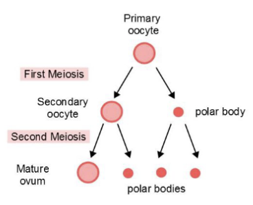 <ul><li><p><span style="background-color: transparent;"><span>formation and development of oocytes</span></span></p></li><li><p><span style="background-color: transparent;"><span>starts in ovary, finishes in uterine tube</span></span></p></li></ul><ul><li><p><span style="background-color: transparent;"><span>1 oocyte → 1 ovum + 2-3 polar bodies</span></span></p><ul><li><p><span style="background-color: transparent;"><span>ovum retains most of cytoplasm, polar bodies have primarily DNA and degenerate</span></span></p></li></ul></li><li><p><span style="background-color: transparent;"><span>takes many years to complete (many steps)</span></span></p></li></ul><p></p>