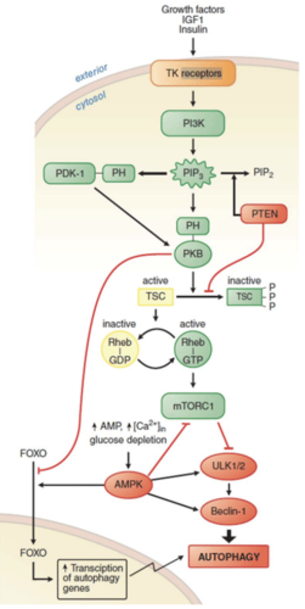 <p>- mTROC1</p><p>- autophagy</p><p>(PKB/Akt inhibits the TSC complex, TSC inhibits the activity of Rheb, mTROC1 is activated by the small GTPase Rheb, mTROC1 inhibits autophagy)</p>