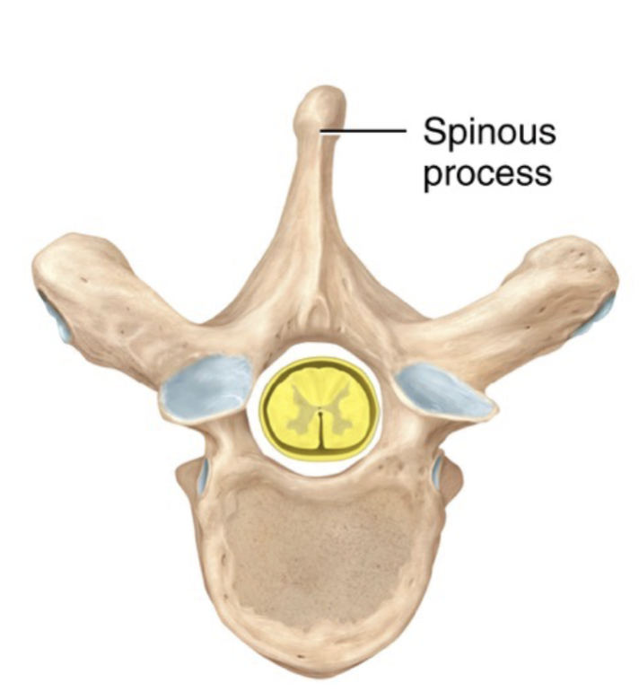 <p>Spinous process</p>