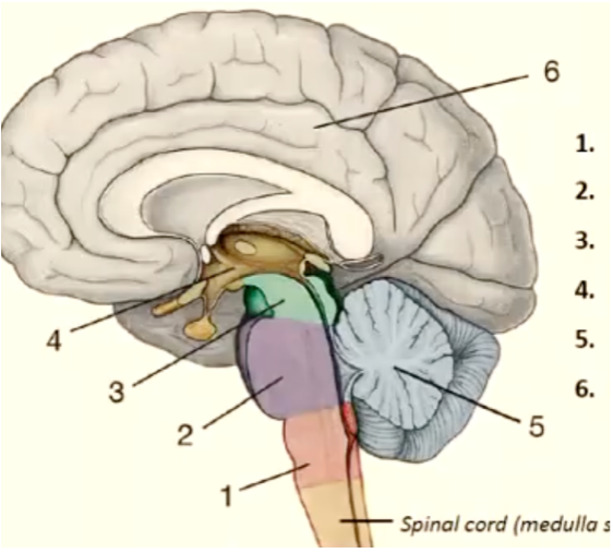 mesencephalon