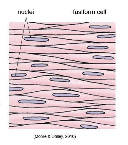 <ul><li><p><span>Located in the walls of organs, blood vessels and airways</span></p></li><li><p><span>Gastrointestinal movement</span></p></li><li><p><span>Alters diameter of airways and blood vessels</span></p></li></ul><p></p><ul><li><p><span>Short, fusiform cells</span></p></li><li><p><span>Non-striated</span></p></li><li><p><span>Single, centrally located nucleus</span></p></li><li><p><span>Innervated by autonomic nervous system</span></p></li></ul>
