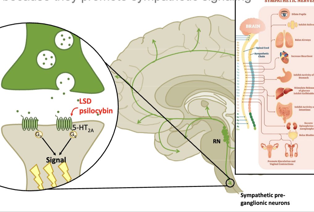 <p>SER neurons project all over the place and they specifically project down the brain stem which is the pre-ganglionic neurons of the sympathetic NS</p>