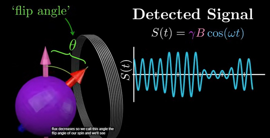 <p><em>Flip angles</em> represent the degree of <em>M<sub>z</sub></em> rotation by the <strong><em>B</em></strong><sub>1</sub> field as it is applied along the <em>x</em>′-axis (or the <em>y</em>′-axis) perpendicular to <em>M<sub>z</sub></em></p><p>Common flip angles are 90° (<strong>π</strong>/2) and 180° (<strong>π</strong>), although a variety of smaller and larger angles are chosen to enhance tissue contrast in various ways. A 90° angle provides the largest possible <em>M<sub>xy</sub></em> and detectable MR signal and requires a known <strong><em>B</em></strong><sub>1</sub> strength and time (on the order of a few to hundreds of µs).</p><p>Flip angles describe the angular displacement of the longitudinal magnetization vector from the equilibrium position</p><p>the angle the spin makes with respect to magnetic field</p><p>the more the flip angle, the higher the signal</p>
