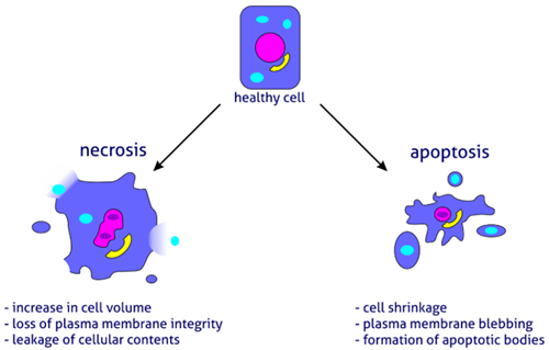<p>Apoptosis - the process of programmed cell death.</p><p>Necrosis - <span>accidental, often inflammatory cell death due to external factors</span></p>