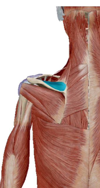 <p>Musculus Supraspinatus</p>