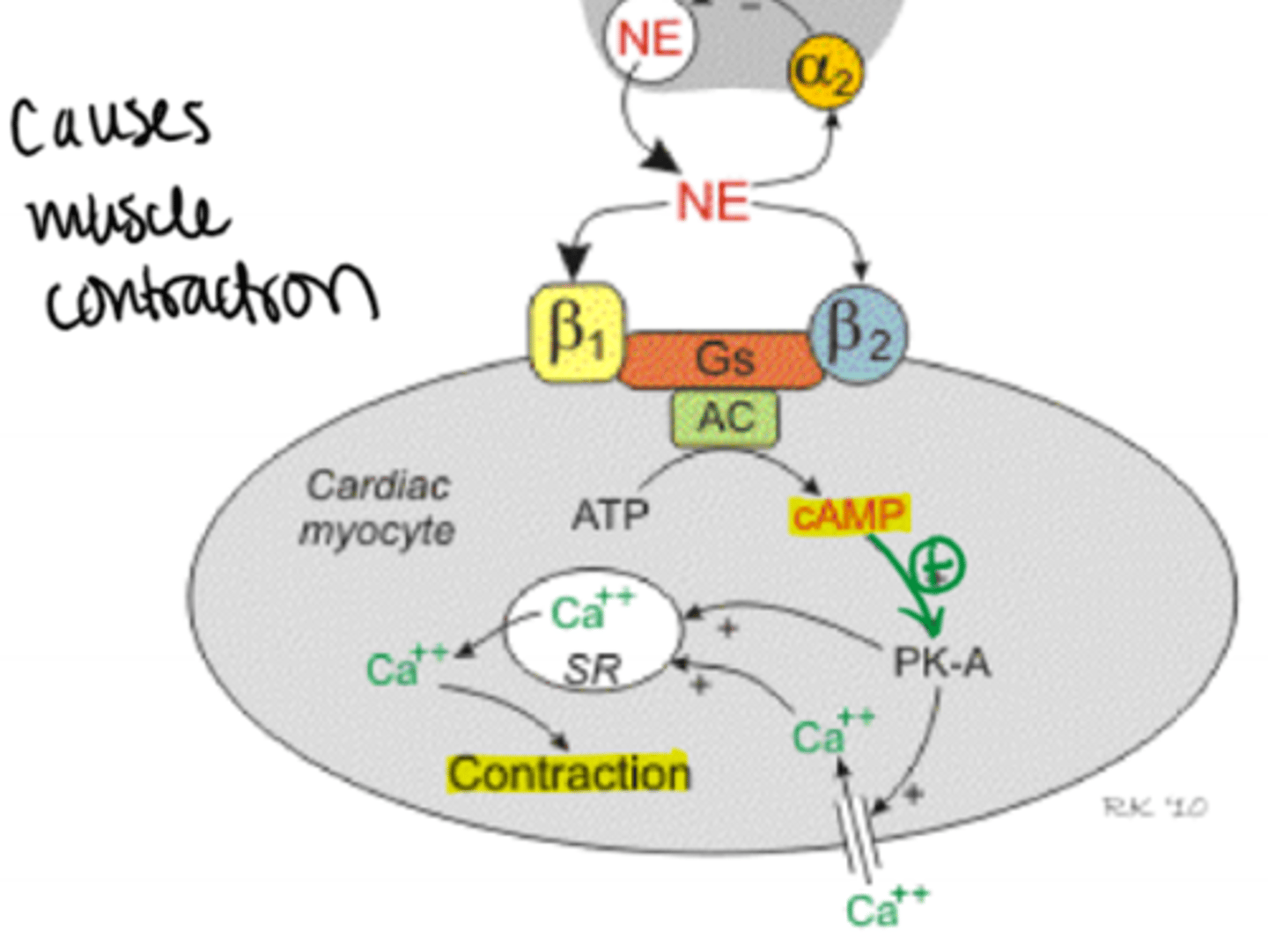 <p>tissue in which calcium stimulates muscle contraction</p>