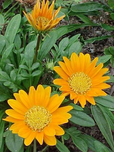 <p>Gazania (Asteraceae)</p>