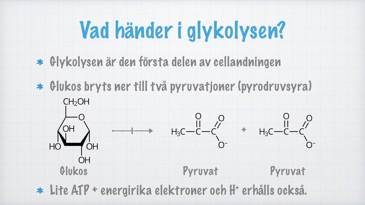 <p>-Glykolysen är den första delen i cellandningen</p><p>-Glukos bryts ner till två pyruvatjoner:</p><p>C6​H12​O6​→2CH3​COCOO−</p><ul><li><p>Vi får lite ATP+energiirka elektroner och H? erhålls också.</p></li><li><p>Sker i cellernas cytoplasma</p></li><li><p>Tio olika reaktions steg med tio olika enzymer</p></li><li><p>Två huvudsteg: Fosforlylering och klyvning(av fruktos-1,6-bifosfat)</p></li></ul><p></p><p></p>