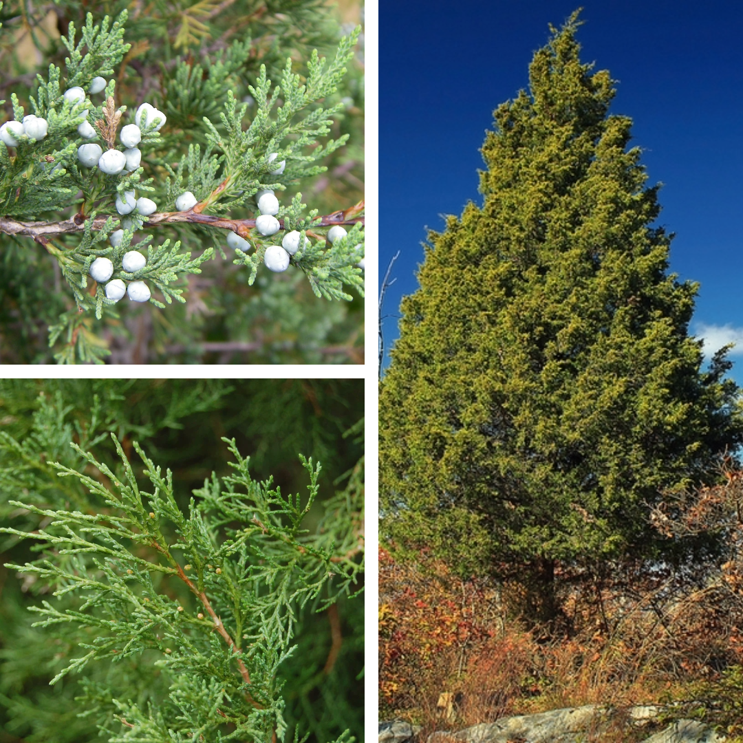 Eastern redcedar:

sharp, berry like white/blue axillary cones, scale like leaves
