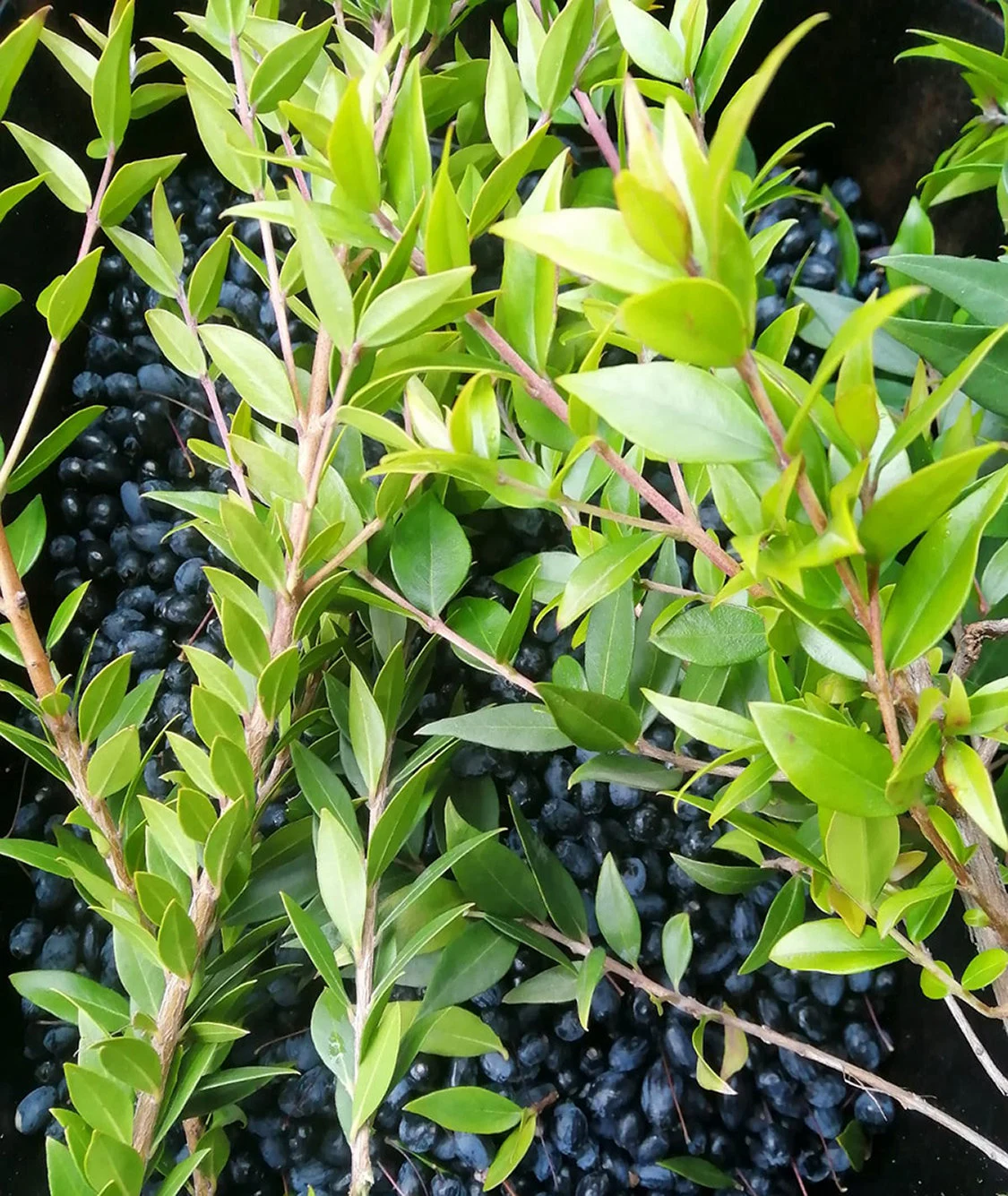 <p><em>Myrtus</em></p>