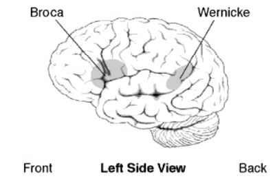<ul><li><p>Temporal lobe, beside primary auditory cortex </p></li><li><p>Involved in language comprehension </p><ul><li><p>Also plays a role in language production </p></li></ul></li><li><p>Unilateral </p><ul><li><p>In left hemisphere in most people</p></li></ul></li></ul><p></p>