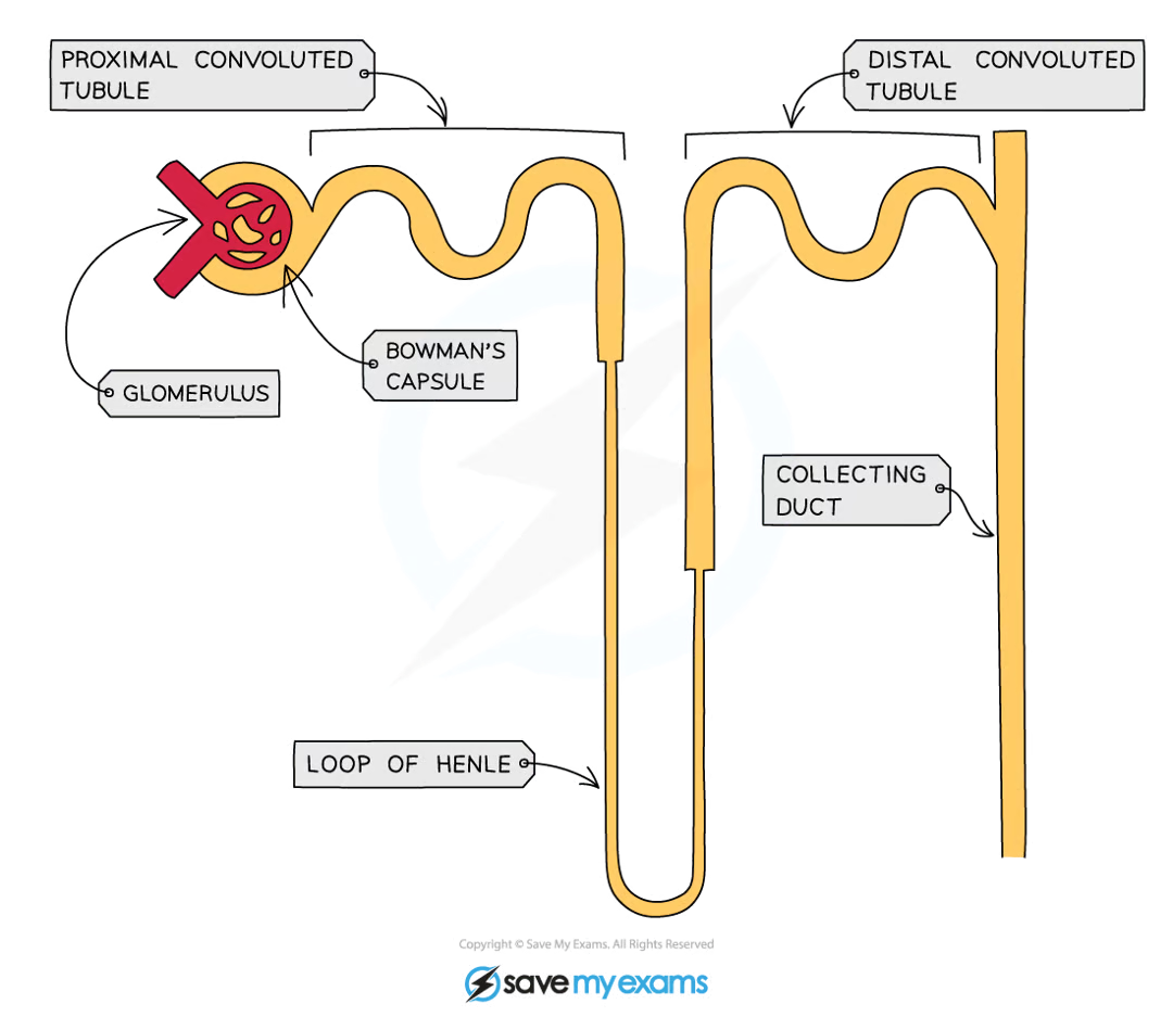 <ul><li><p>bowman’s capsule, surrounds glomerulus</p></li><li><p>proximal convoluted tubule</p></li><li><p>loop of henle</p></li><li><p>distal convoluted tubule</p></li><li><p>collecting duct</p></li><li><p>network of capillaries surrounding tubule with knotted section that sits inside bowman’s capsule</p></li></ul><p></p>