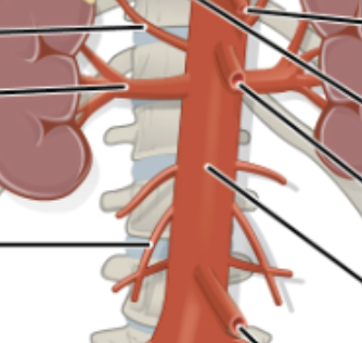 <ul><li><p>Adrenal (suprarenal) arteries: supply the adrenal glands <span style="color: red;">(paired)</span></p></li><li><p>Superior mesenteric artery: supplies small intestines <span style="color: red;">(unpaired)</span></p></li><li><p>Renal arteries: supply kidneys <span style="color: red;">(paired)</span></p></li><li><p><span>Gonadal: testes or ovaries </span><span style="color: red;">(paired)</span></p></li><li><p>Inferior mesenteric artery: supplies large intestines <span style="color: red;">(unpaired)</span></p></li></ul><p></p>