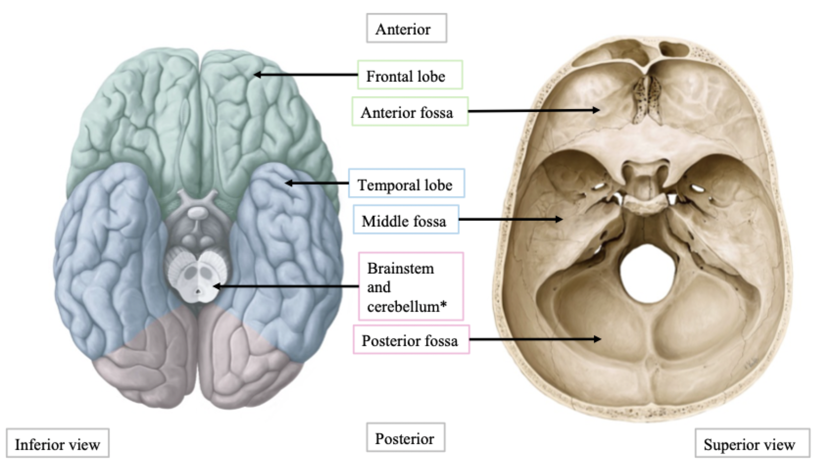 <ul><li><p><span>Frontal lobe articulates with anterior fossa</span></p></li><li><p><span>Temporal lobe articulates with middle fossa</span></p></li><li><p><span>Brainstem and cerebellum articulate with posterior fossa</span></p></li></ul>