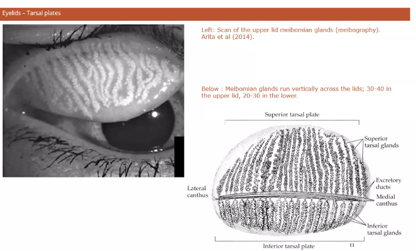 <p>runs all the way up </p><p></p>