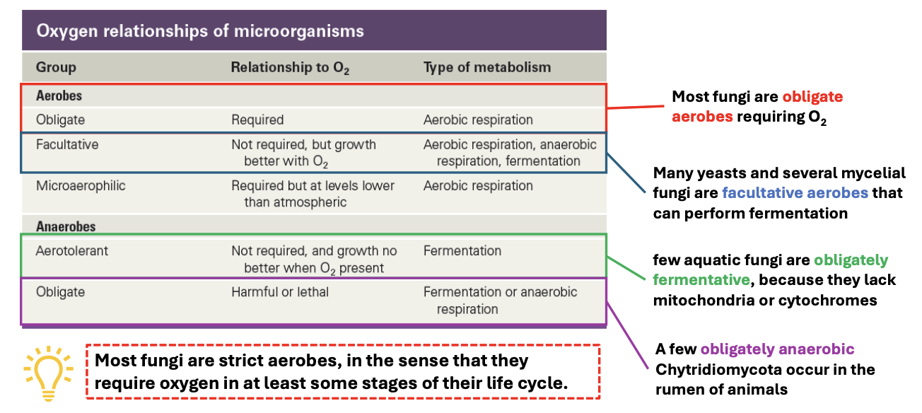 <ul><li><p>Most fungi are <strong>obligate aerobes</strong> <u>requiring O2</u></p></li><li><p>Many <strong>yeasts and mycelial fungi = facultative anaerobes</strong> and can perform <u>fermentation</u></p></li><li><p><strong>Few aquatic fungi are facultatively fermentative</strong> (aerotolerants) bc they <u>lack mitochondria or cytochromes</u></p></li><li><p>Few are <strong>obligately anaerobic Chytrids</strong> in <u>rumen of animals</u></p></li></ul><p></p>