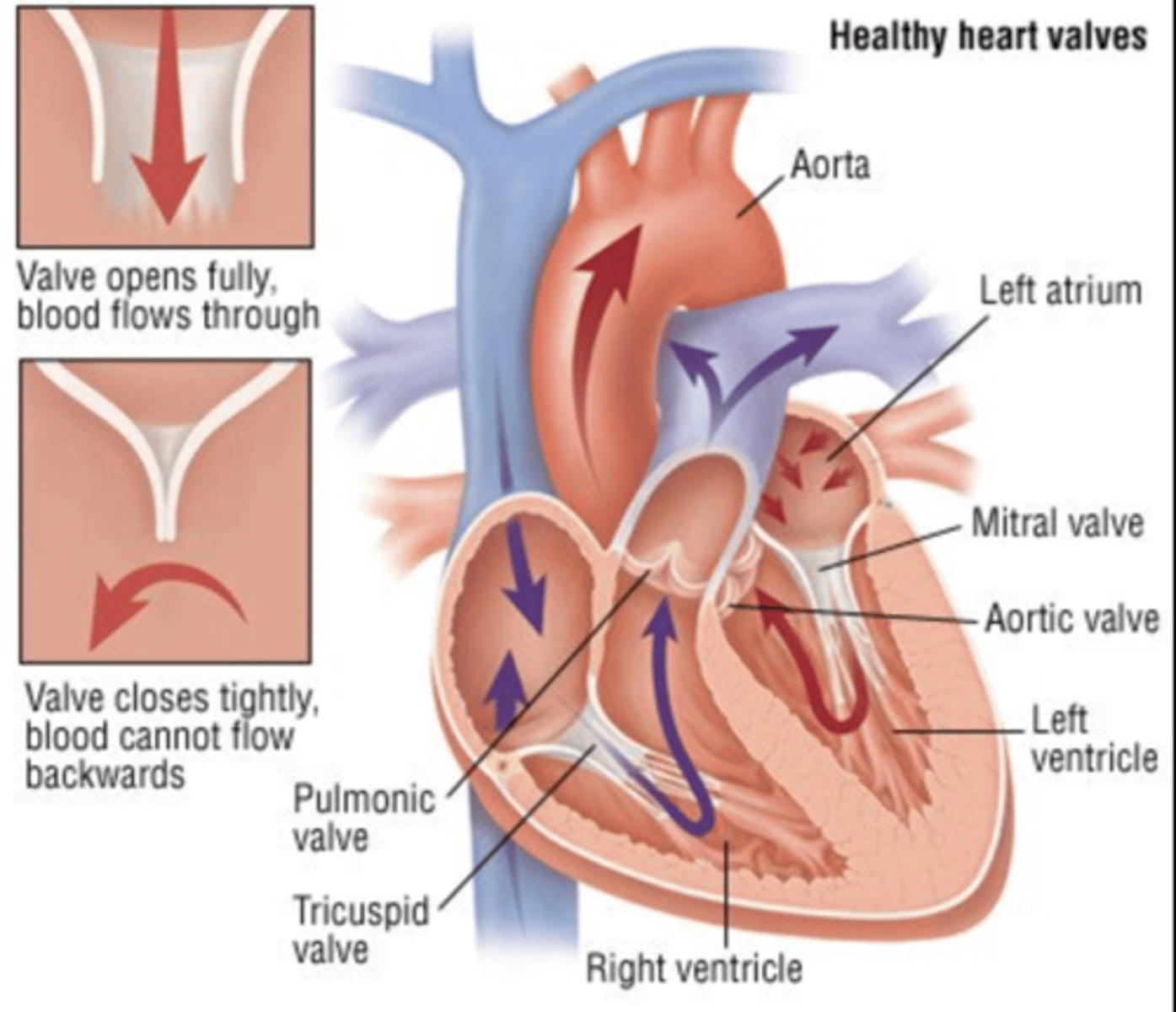 <p>AV valves are open, </p><p>Semilunar valves are closed</p>