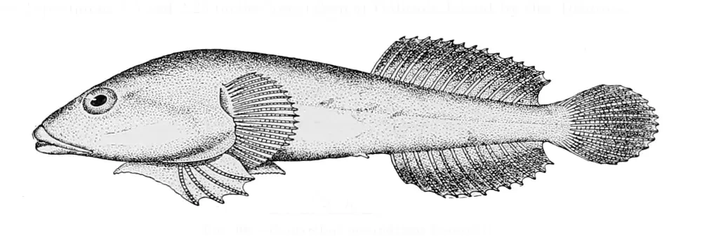 <p>Family Gobiesocidae</p>