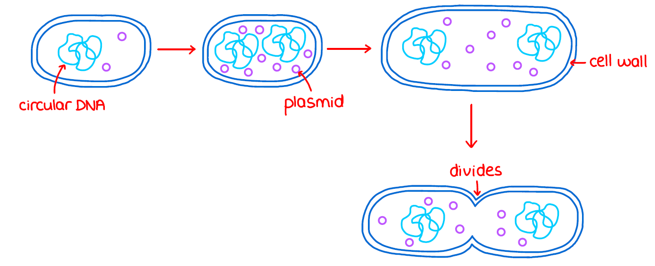 <p>1) The single circular DNA molecule undergoes DNA replication. Any plasmids present also undergo DNA replication</p><p>2) The parent cell divides into 2 genetically identical daughter cells</p><p>3) The 2 daughter cells each contain a single copy of the circular DNA molecule and a variable number of plasmids</p>