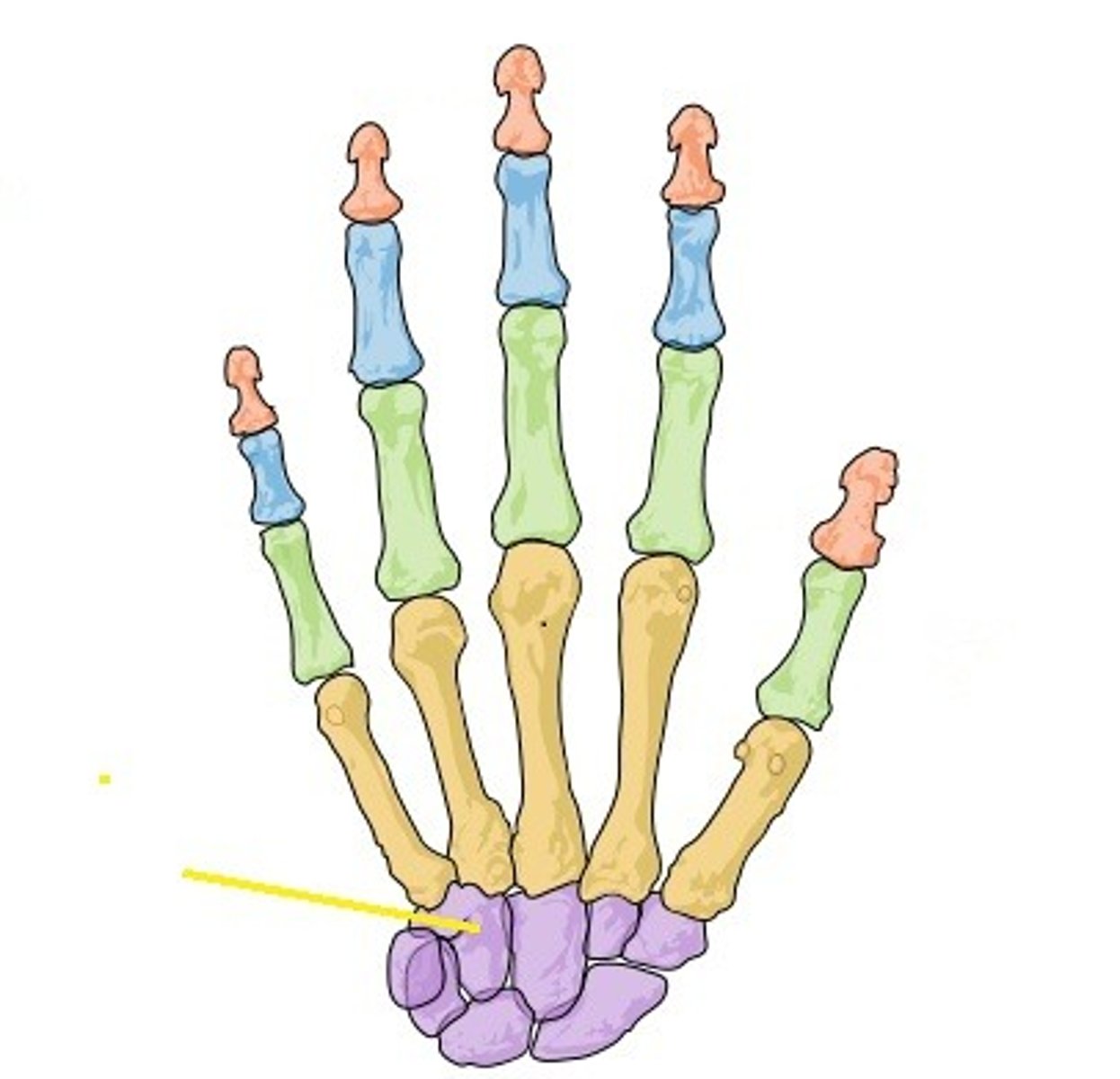 <p>Name the structure labeled with the yellow line</p>