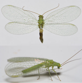 <p><span>Zeldzaam. Middelgrote, groene gaasvlieg met zeven zwarte vlekken op de voorkant van de kop en twee op het achterhoofd. Tussen achterhoofd en nek is een sikkelvormige lijn zichtbaar. Op de binnenkant van beide eerste antennesegmenten is een zwarte stip aanwezig, het tweede antennesegment is zwart. De vleugeladering is meestal volledig groen.</span></p>