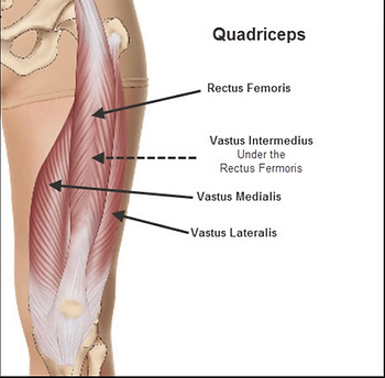 anterior aspect of the thigh, extends the lower leg

vastus femoris, vastus medialis+intermedialis+lateralis