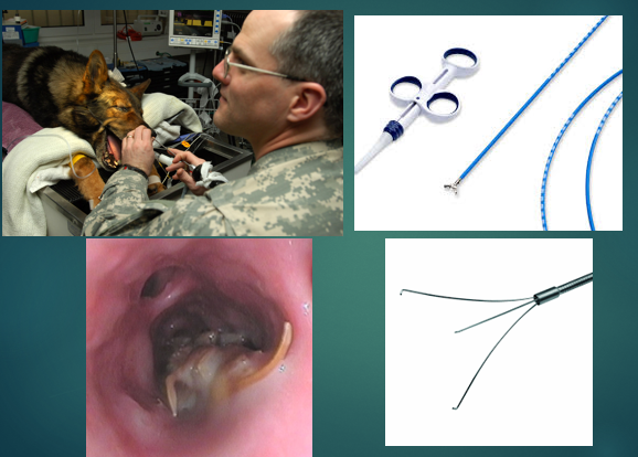 <p>Diagnosis - Endoscopy </p>