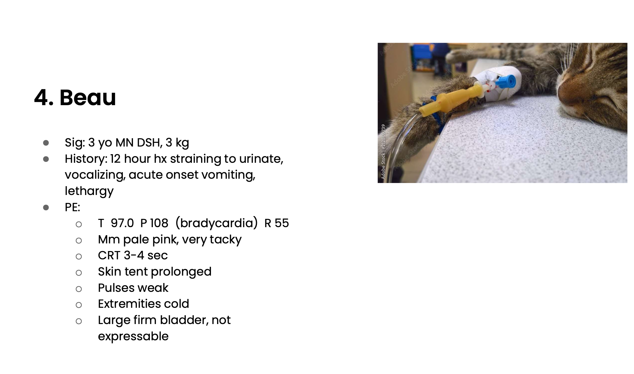 <p>Is Beau dehydrated hypovolemic or both</p>